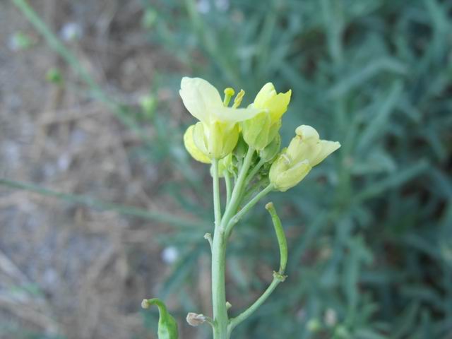 Diplotaxis tenuifolia